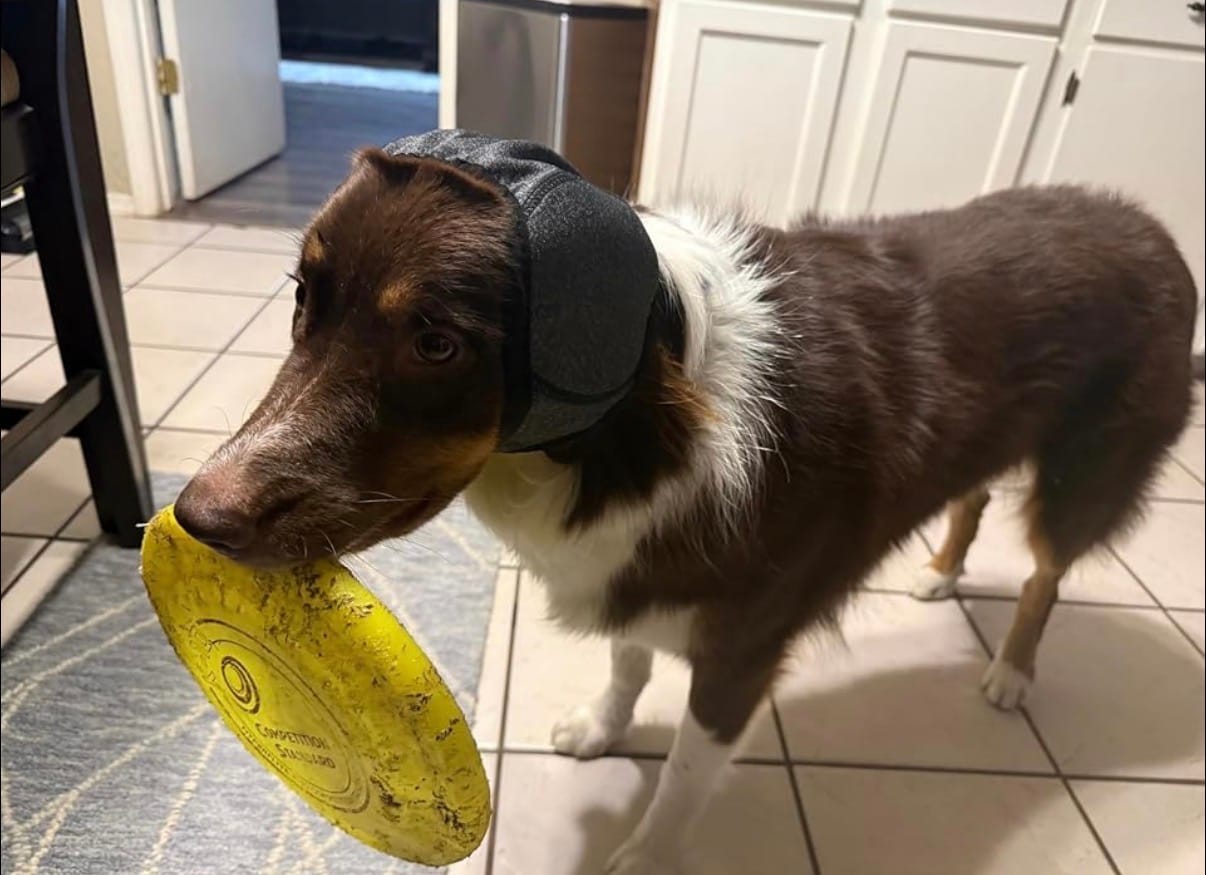 Customer photo review of Noise Protection Ear Muffs
