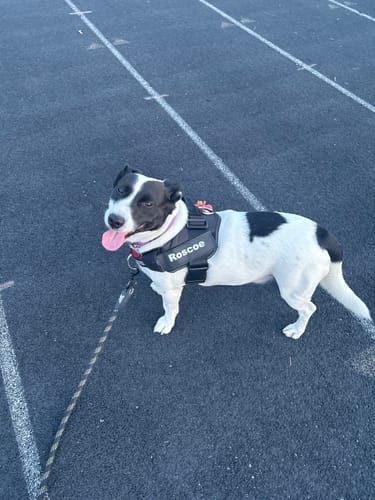 Customer's Dogshood No Pull Harness on a white and black dog standing on a paved track.