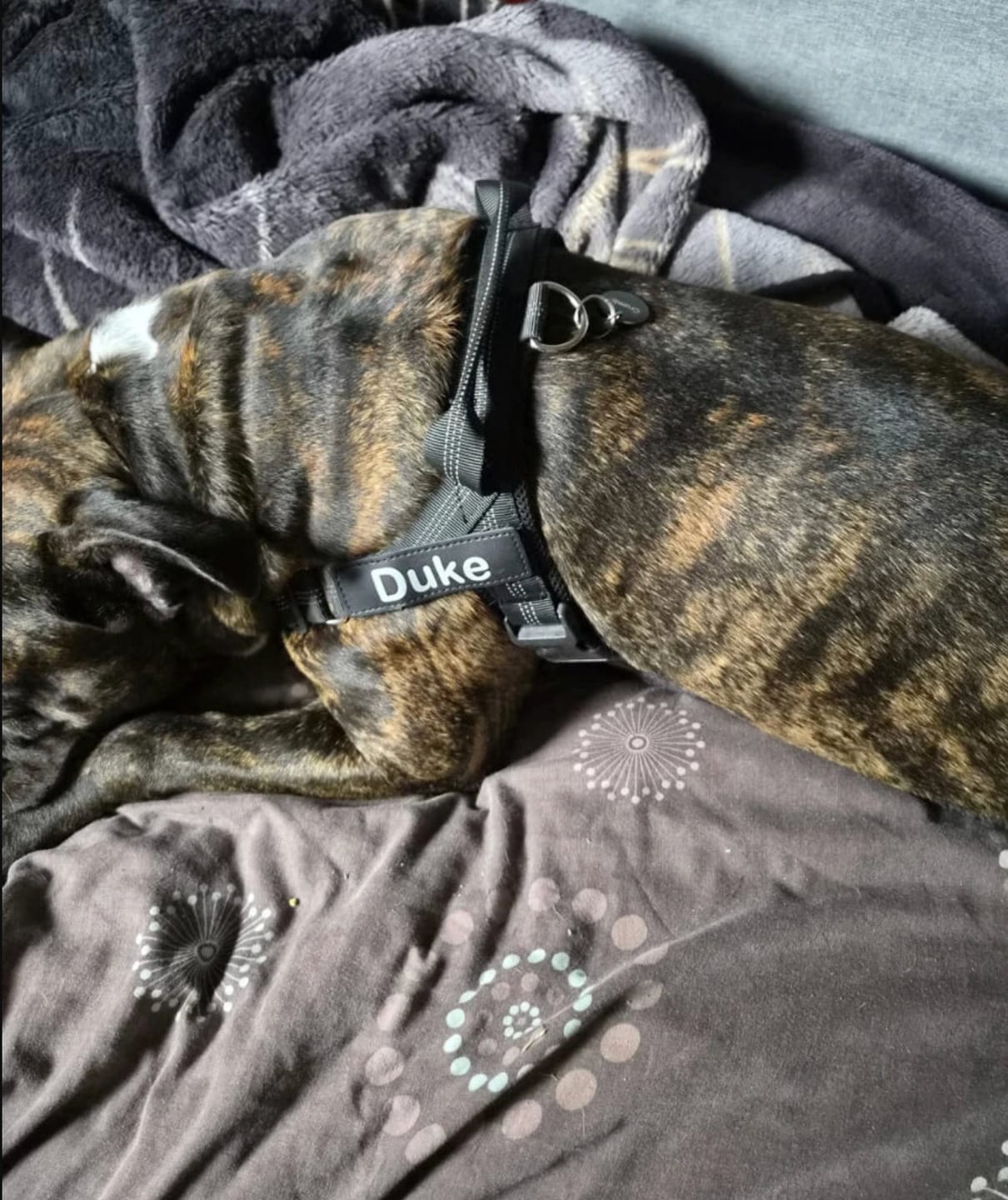 Customer photo review of Harnais Anti-Traction | Mizu