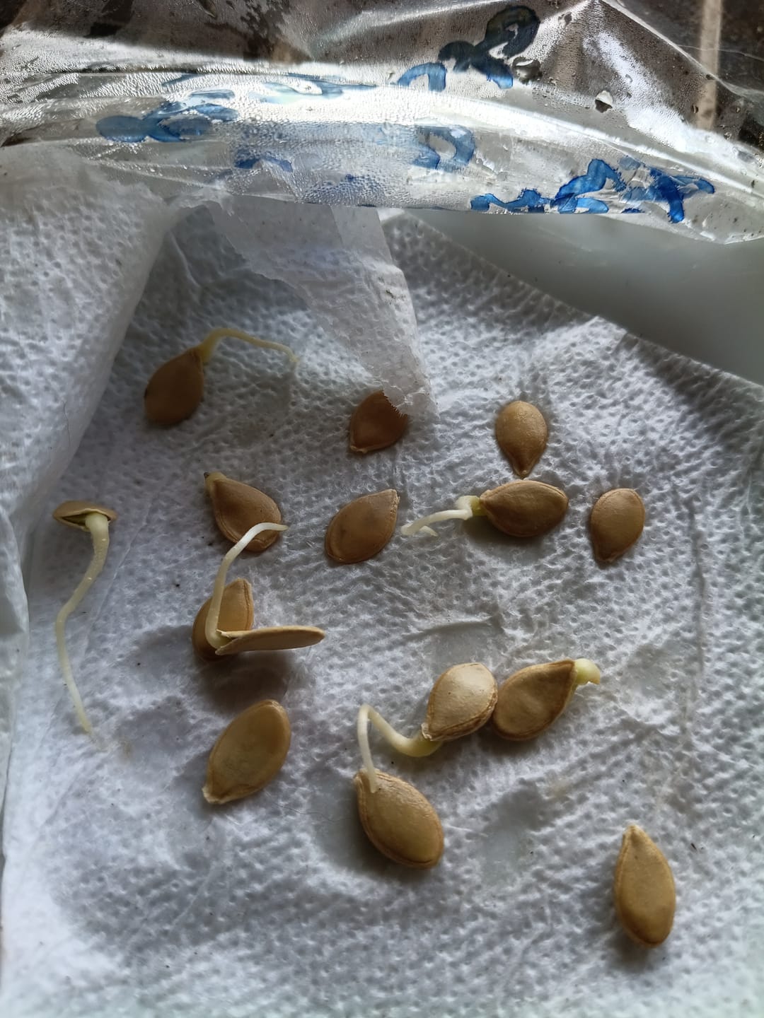 Customer photo review of Semillas zapallo Italiano Lemon