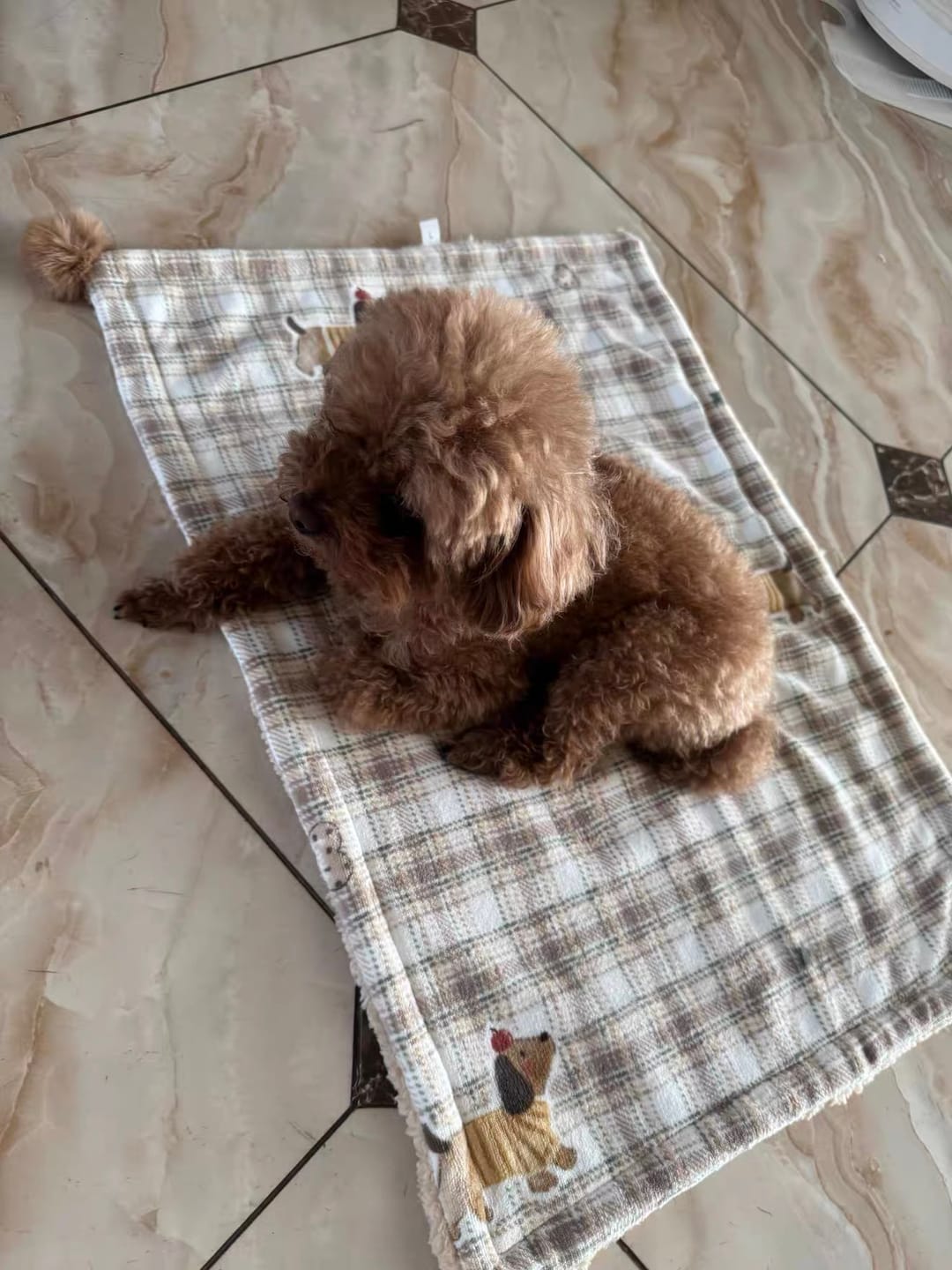Customer photo review of Cloud-Like Pet Blanket Pillow Combo