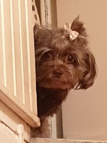 Reviewer's kleiner Hund mit gepflegtem Fell und einer Haarschleife, gereinigt mit Hundeshampoo Easy Clean.