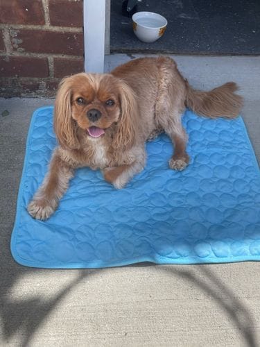 Customer photo review of Cooling Mat
