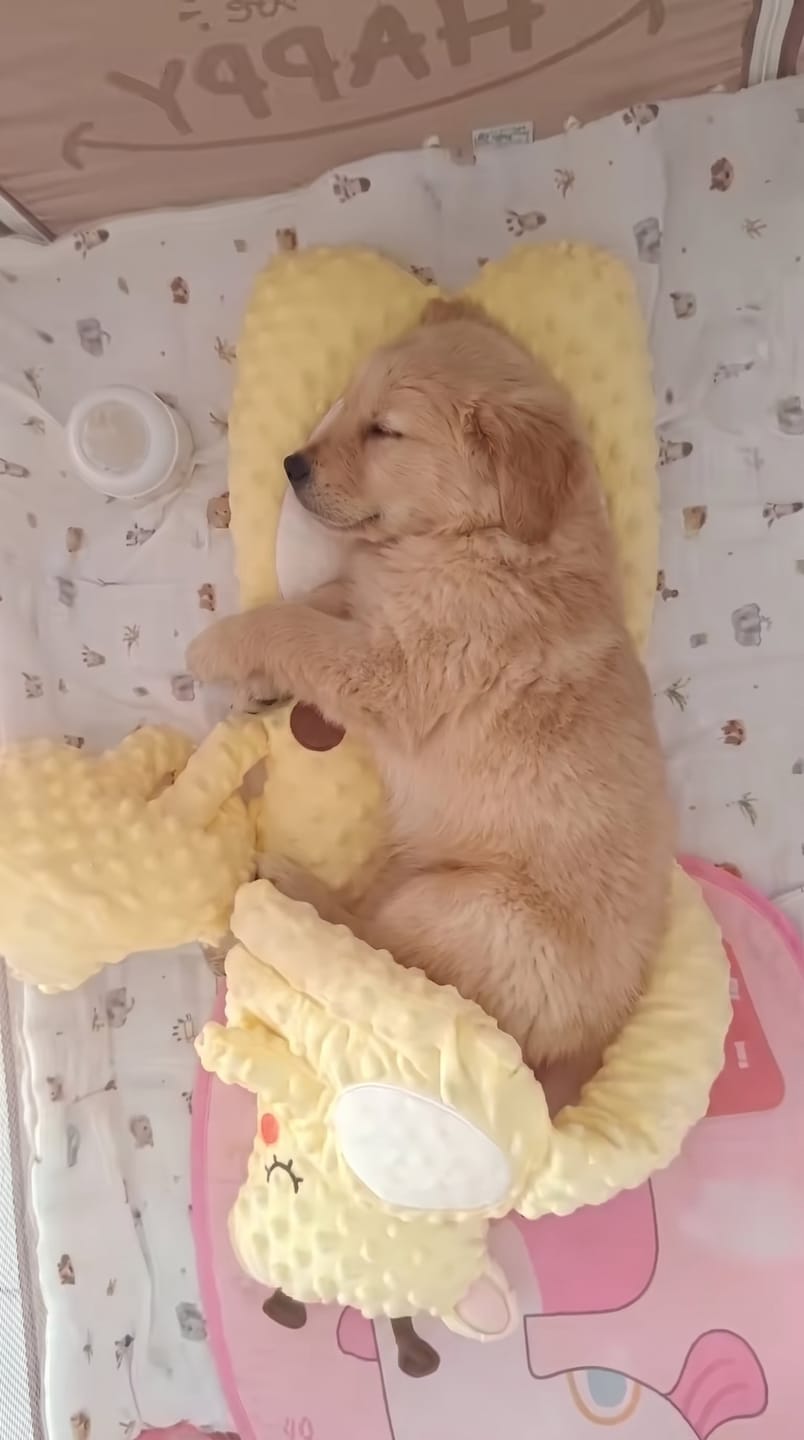 Customer photo review of Peluche relajante para perros