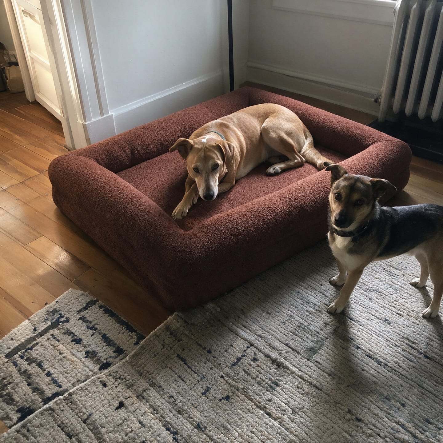 Customer photo review of Orthopedische Hondenbed - Floral Jacquard
