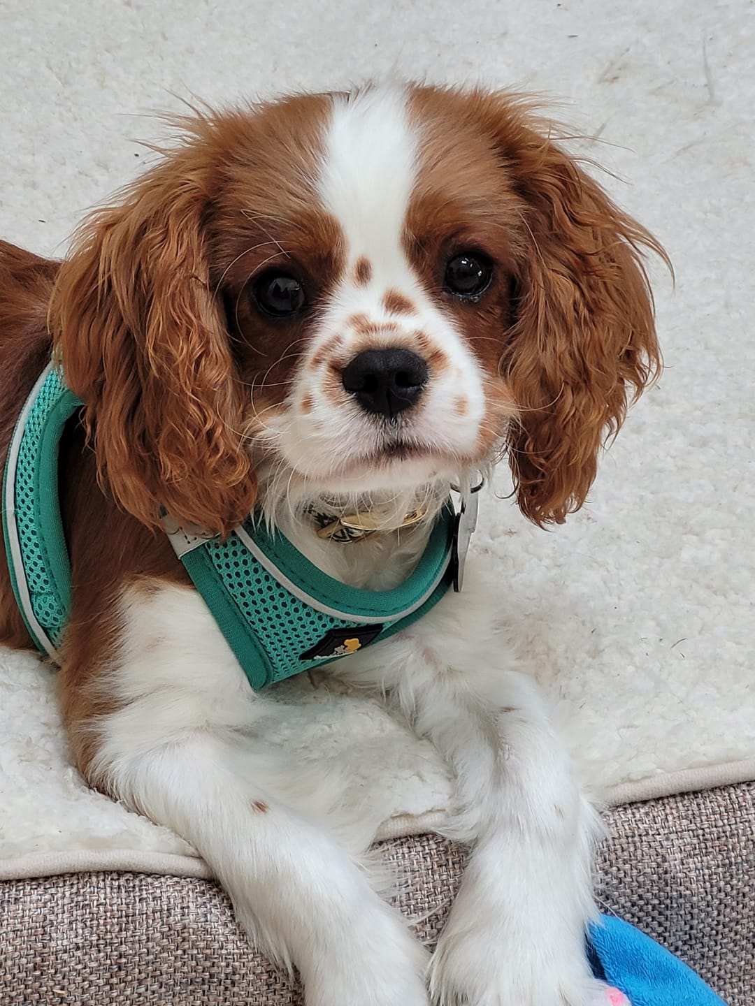 Customer photo review of Chicken Recipe - Dog
