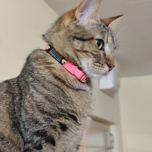 Customer photo review of Collar PVC Lavable Abrefácil (Gato)