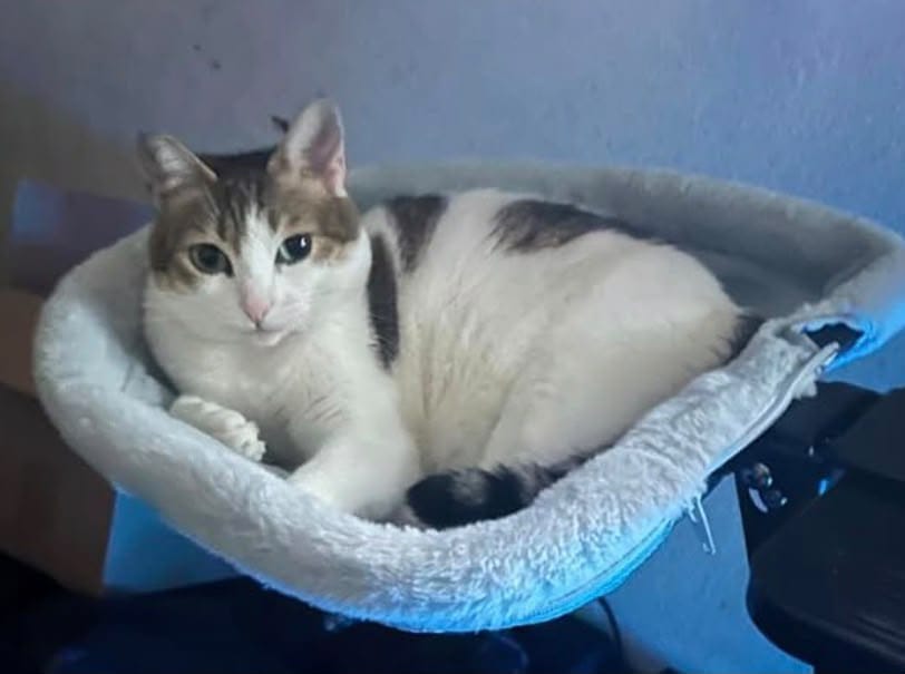 Customer photo review of FlotyCat® Desk Hammock