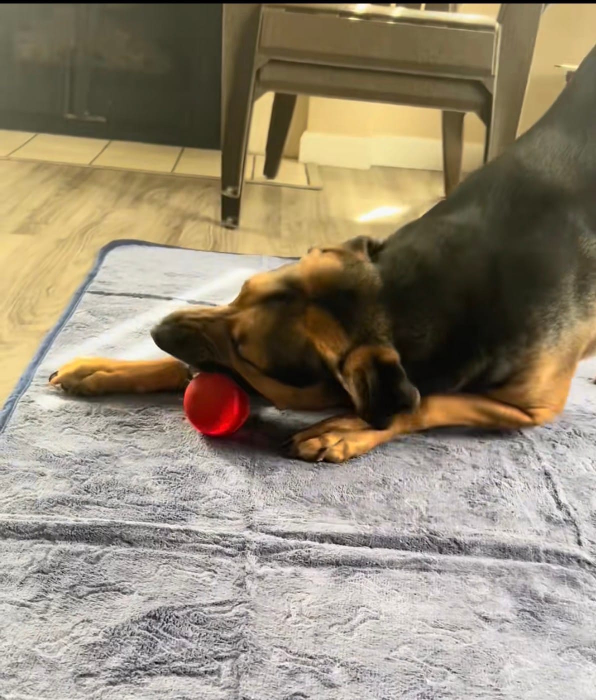 Customer photo review of Boingo Ball