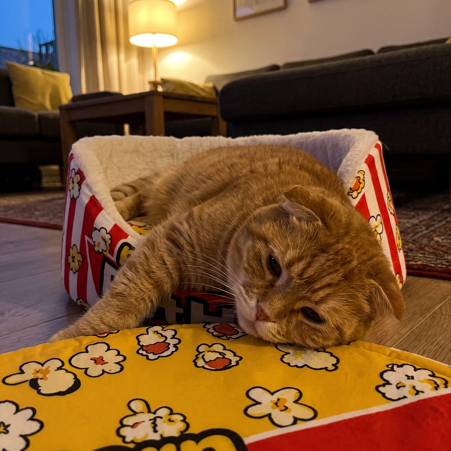 Customer photo review of Cama PopCorn para tu gato