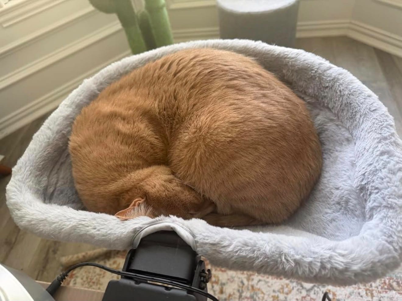 Customer photo review of FlotyCat® Desk Hammock