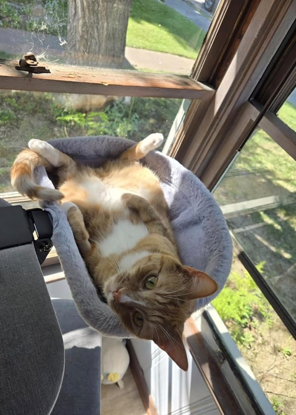 Customer photo review of FlotyCat® Desk Hammock