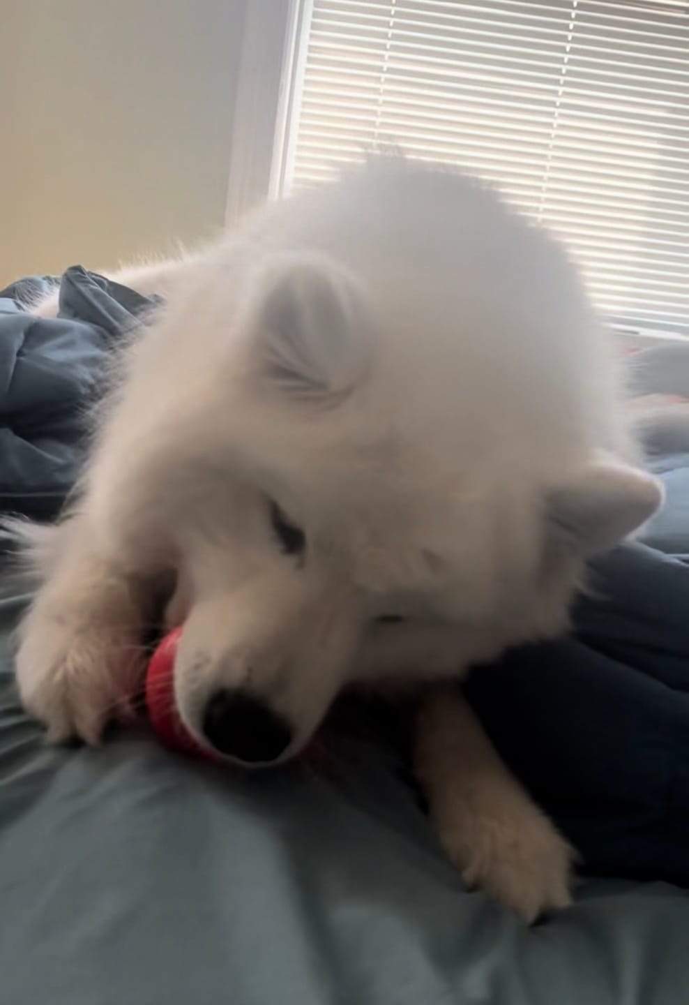 Customer photo review of Boingo Ball