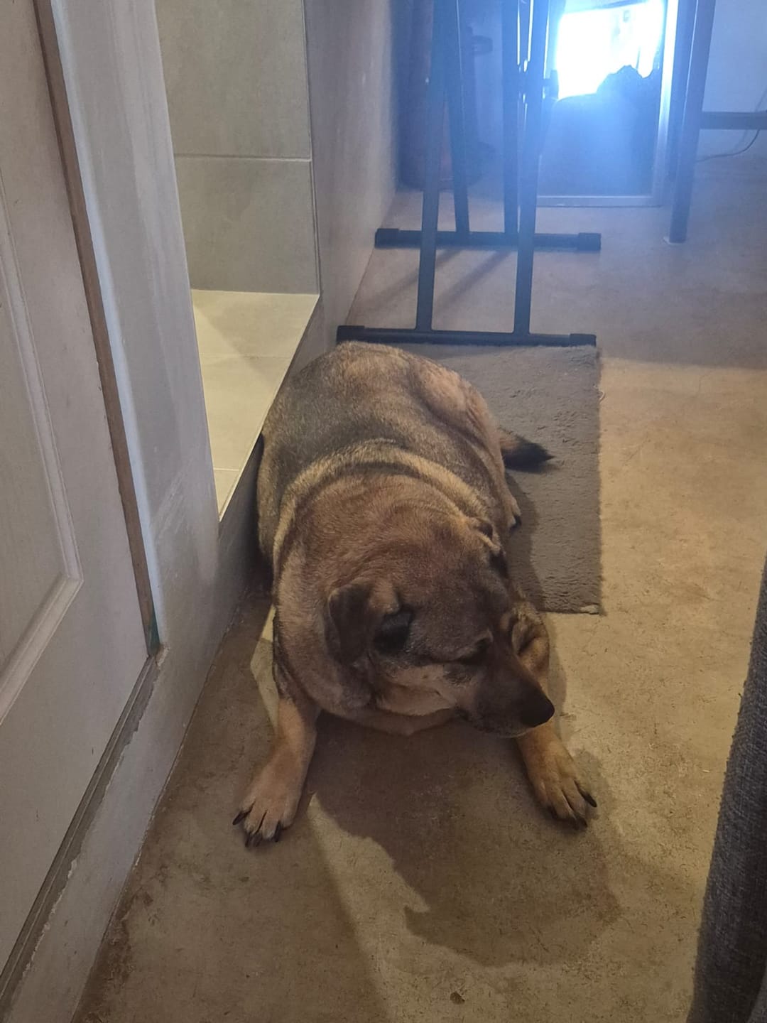 Customer photo review of FlexCare (Joint & Movement Support For Dogs)