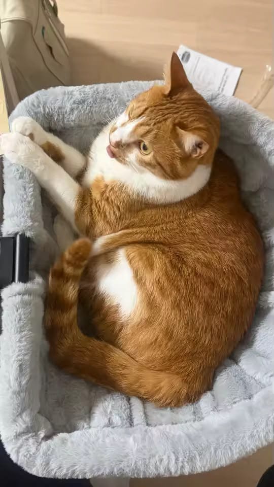Customer photo review of FlotyCat® Desk Hammock