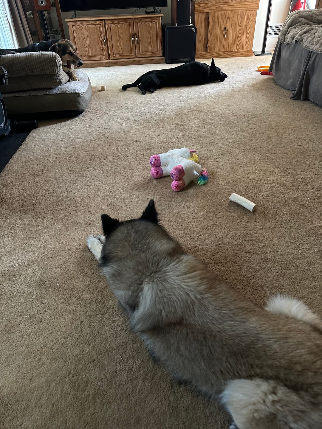 Customer photo review of 12 Inch Monster Bully Stick