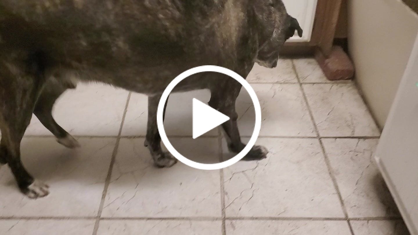 Customer video review of Dog & Cat Ear Infection & Itch Relief Remedy