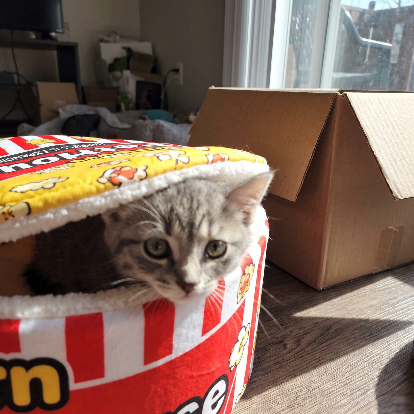 Customer photo review of Cama PopCorn para tu gato