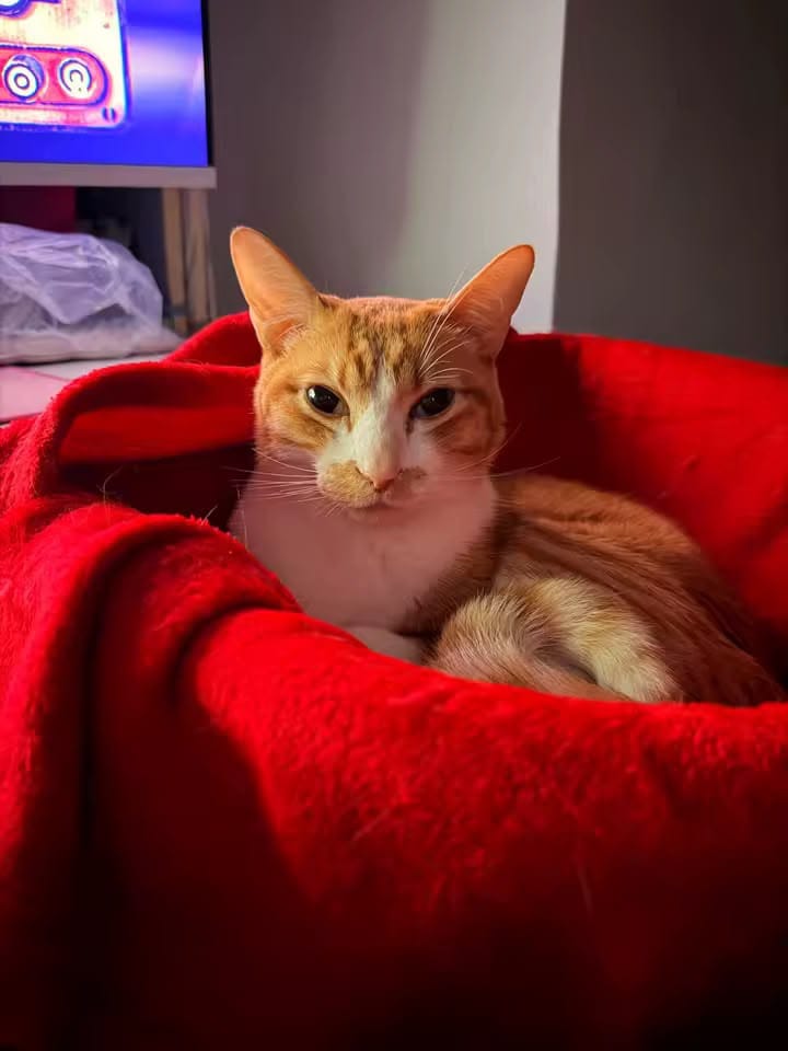 Customer photo review of FlotyCat® Desk Hammock