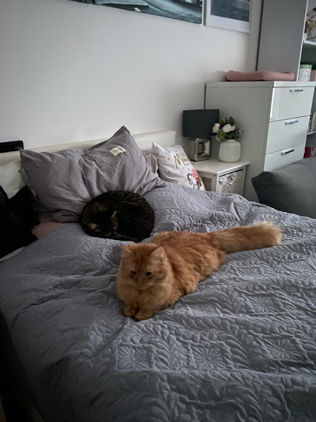 Customer photo review of Katzenklo Schaufel