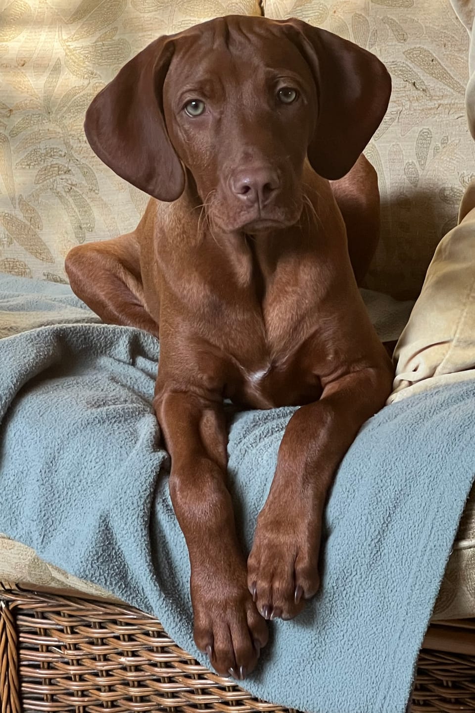 Customer photo review of 12 Inch Standard Braided Bully Stick