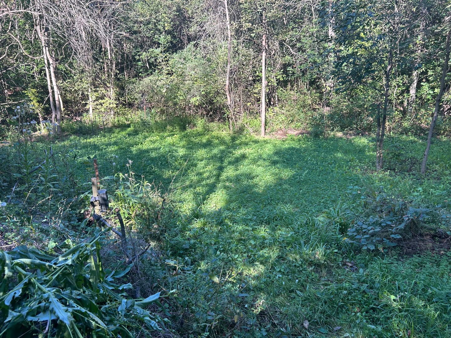 Customer photo review of No Till No Problem