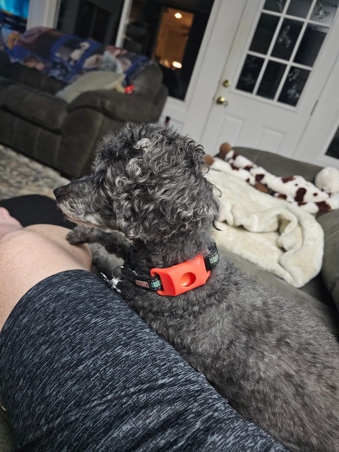Customer photo review of FurLife™ 12 Months Flea and Tick Free