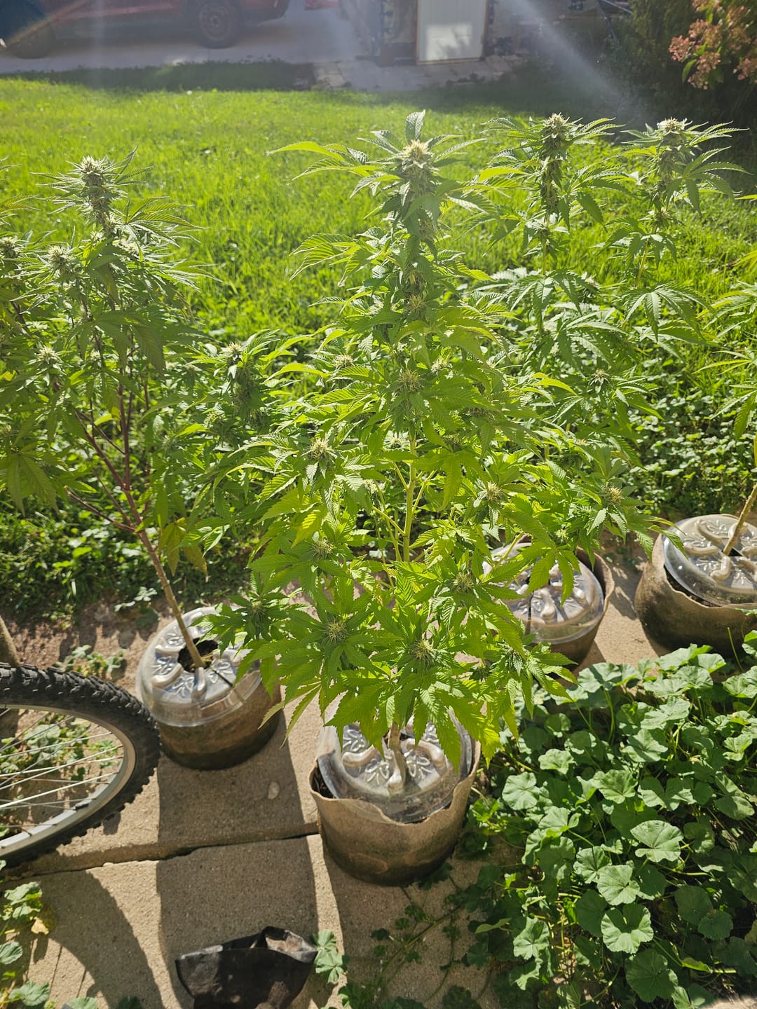 Customer photo review of GreenPlanet Nutrients Medi One (4-3-3)