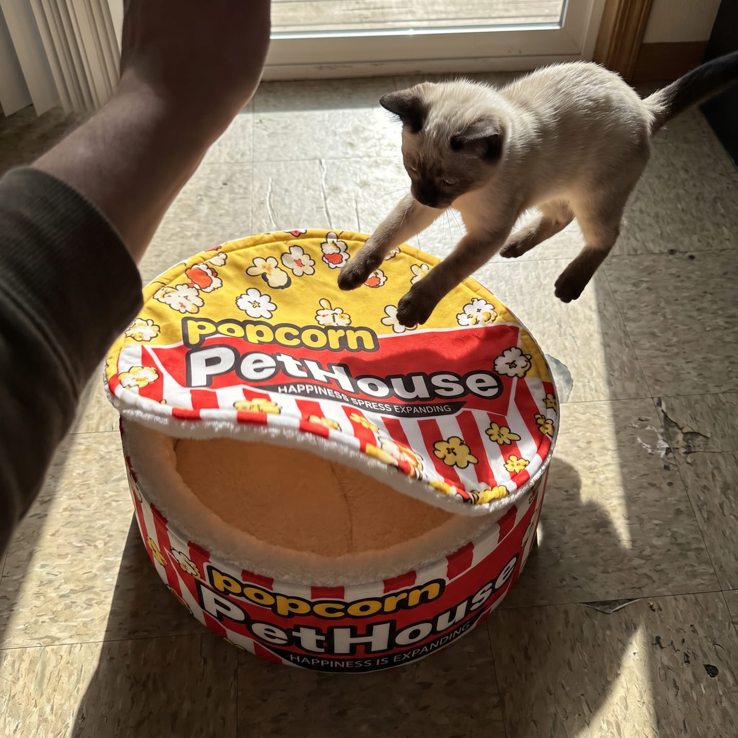 Customer photo review of Cama PopCorn para tu gato