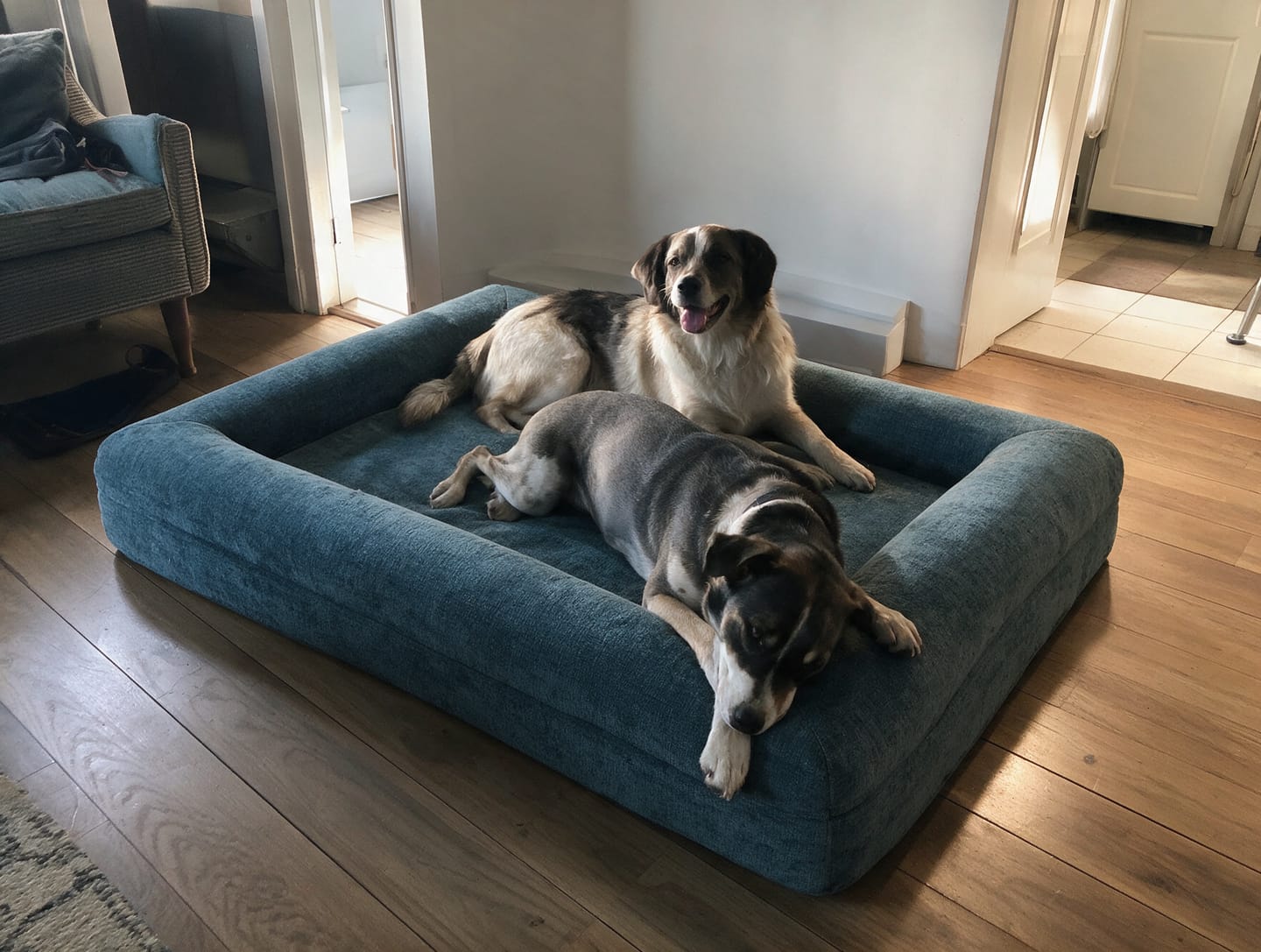 Customer photo review of Orthopedische Hondenbed - Floral Jacquard