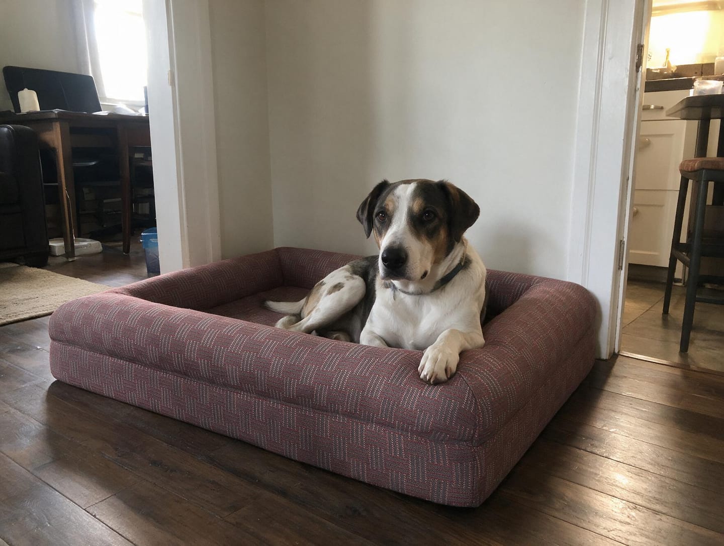 Customer photo review of Orthopedische Hondenbed - Floral Jacquard