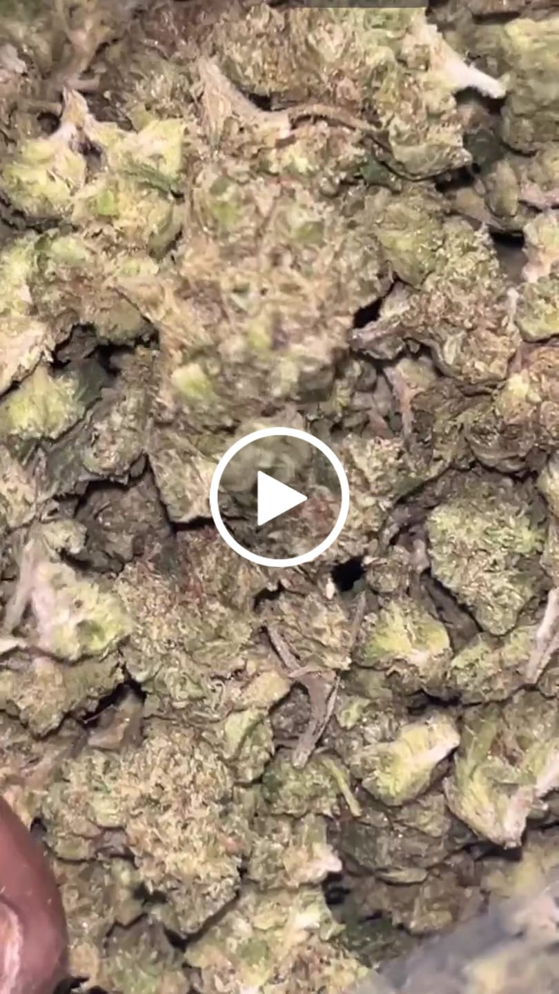 Customer video review of Sugar Cookies Minis - Bulk Minis - Indica