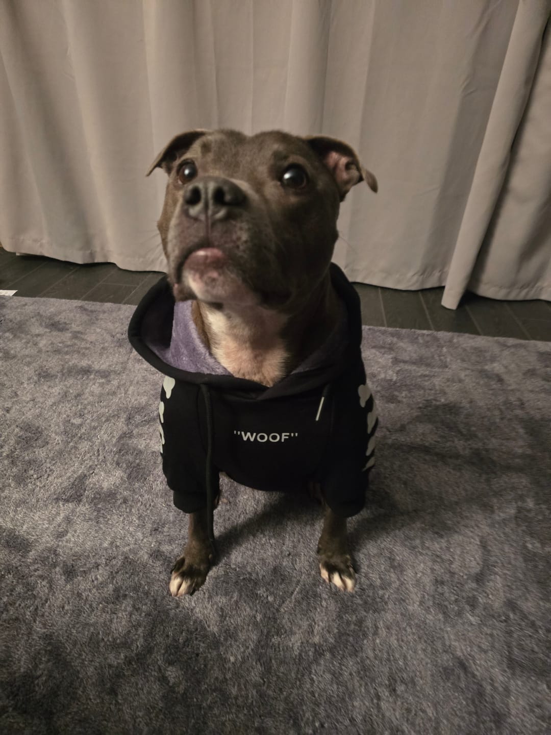 Customer photo review of "WOOF" Dog Hoodie - Black & Reflective