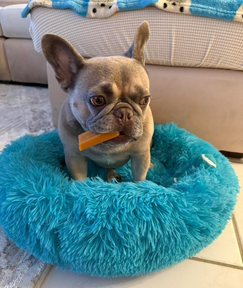 Customer photo review of Pumpkin Yak Chew — Fiber-Rich, Supports Digestion Naturally