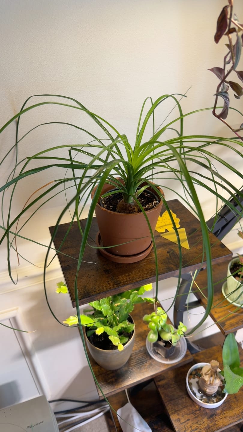 Customer photo review of Plant Juice