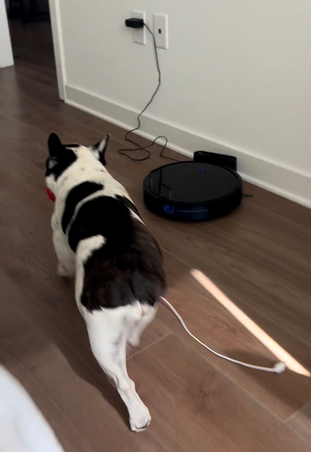 Customer photo review of Boingo Ball