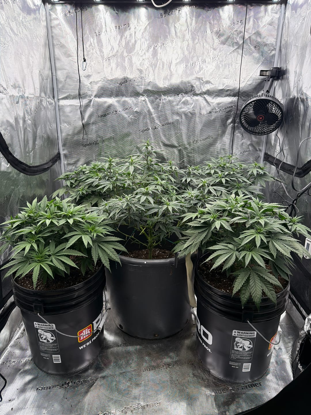 Customer photo review of General Hydroponics GH CaliMagic Calcium + Magnesium (1-0-0)