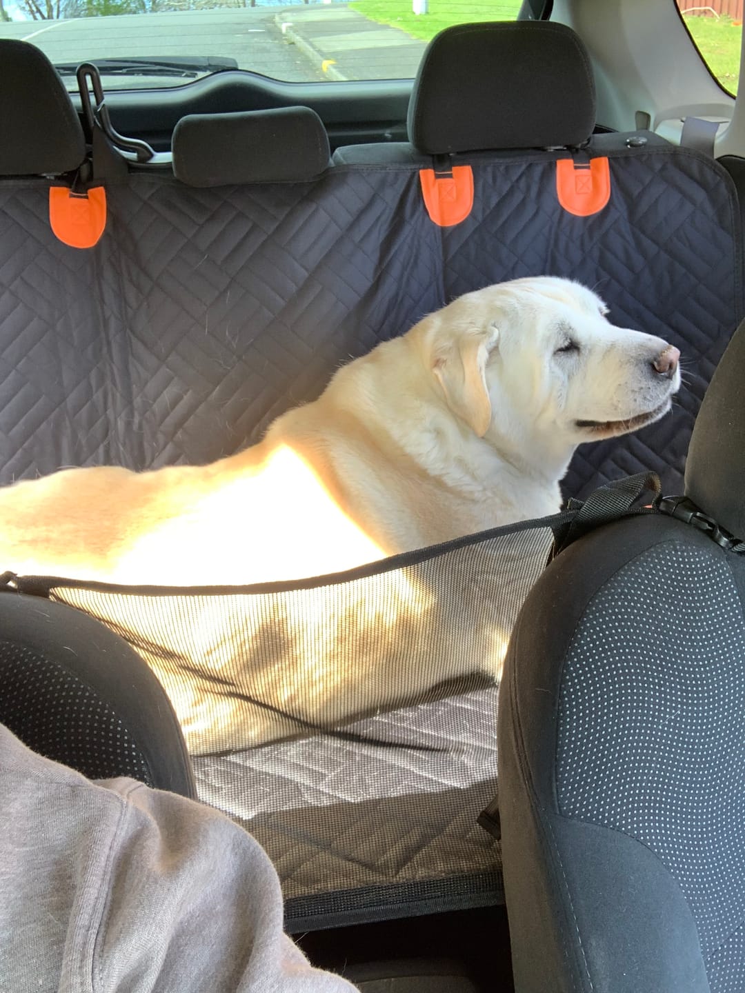 Customer photo review of 🐶Paw Protect - Hard Bottom Full Seat Cover