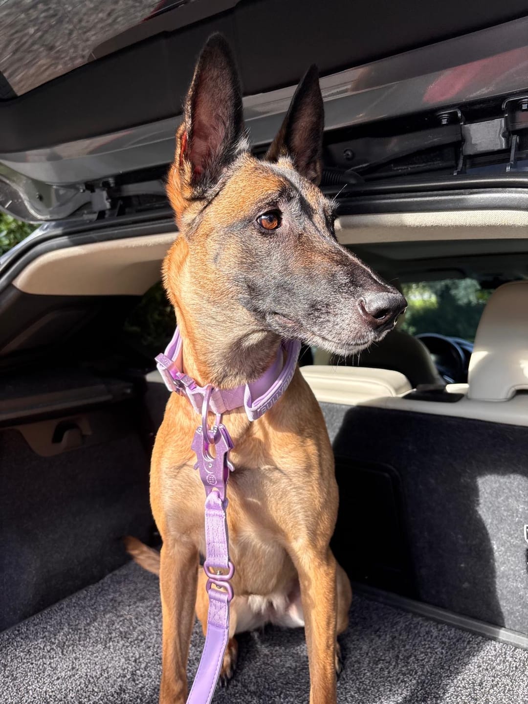 Customer photo review of 5cm Lighter Combat® Collar | With Handle Secure Clip - Lavender X Ube