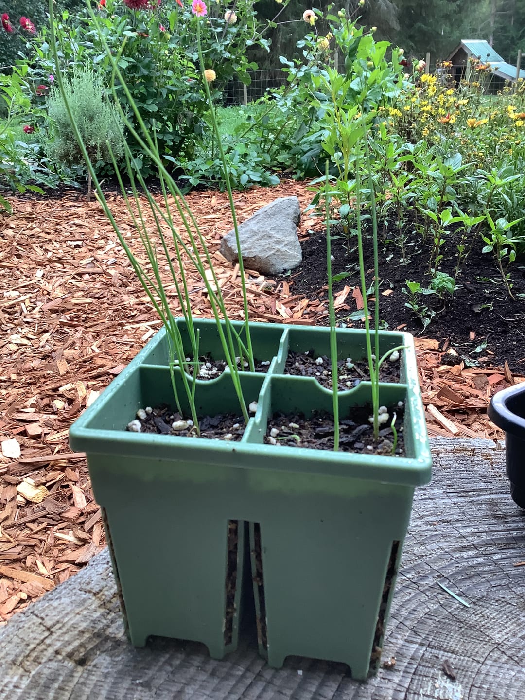 Customer photo review of Indoor Seed Starting Kit