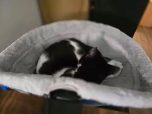 Customer photo review of FlotyCat® Desk Hammock