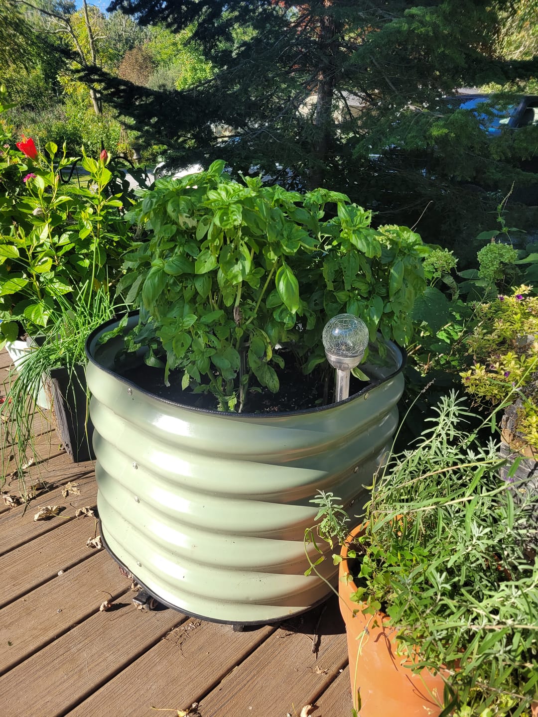 Customer photo review of 17" Tall Rolling Planter