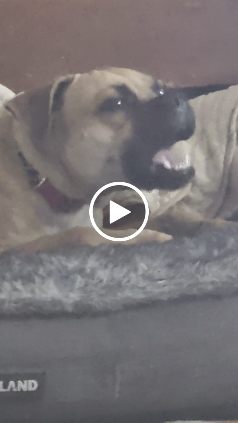 Customer video review of Banana Yak Chew — Rich in Vitamins, Potassium & Energy