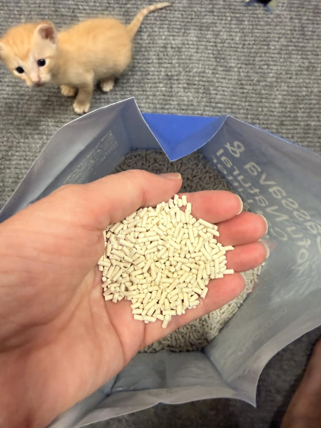 Customer photo review of Neakasa Pflanzliche Klumpstreu aus Tofu und Maniok – 2 × 2,7 kg