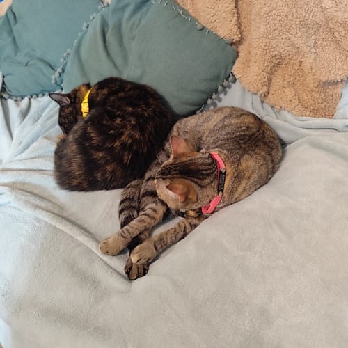Customer photo review of Collar PVC Lavable Abrefácil (Gato)