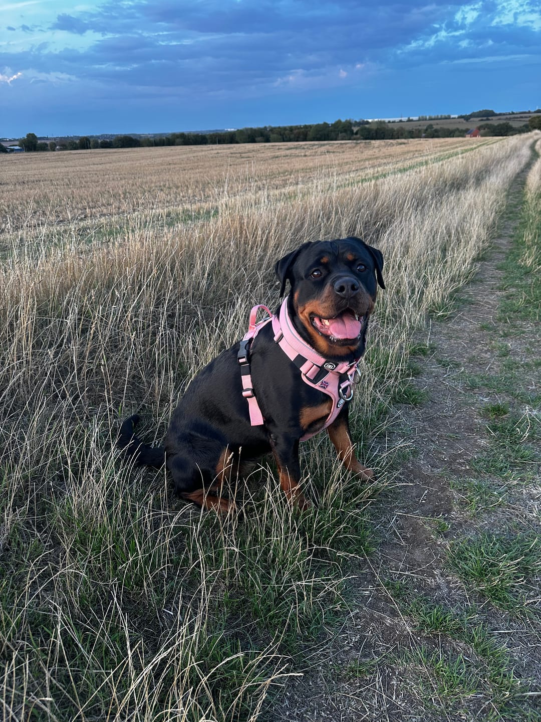 Customer photo review of Anti Pull Hurricane Harness Lighter | With Handle - Pink