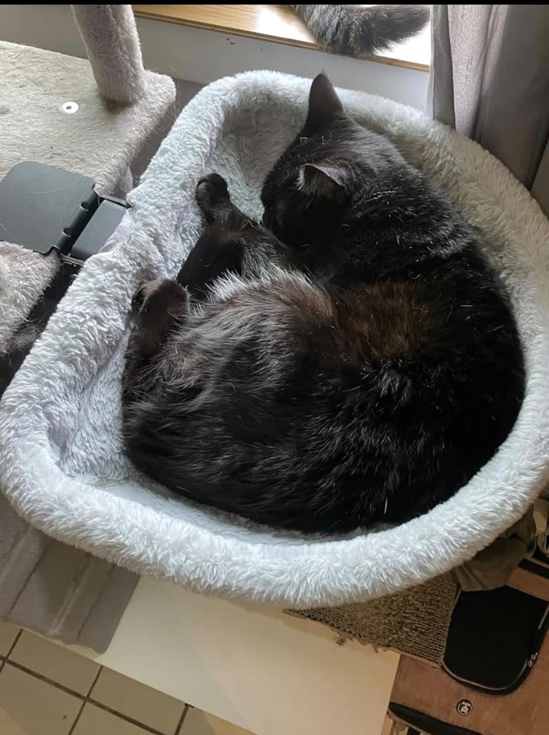 Customer photo review of FlotyCat® Desk Hammock
