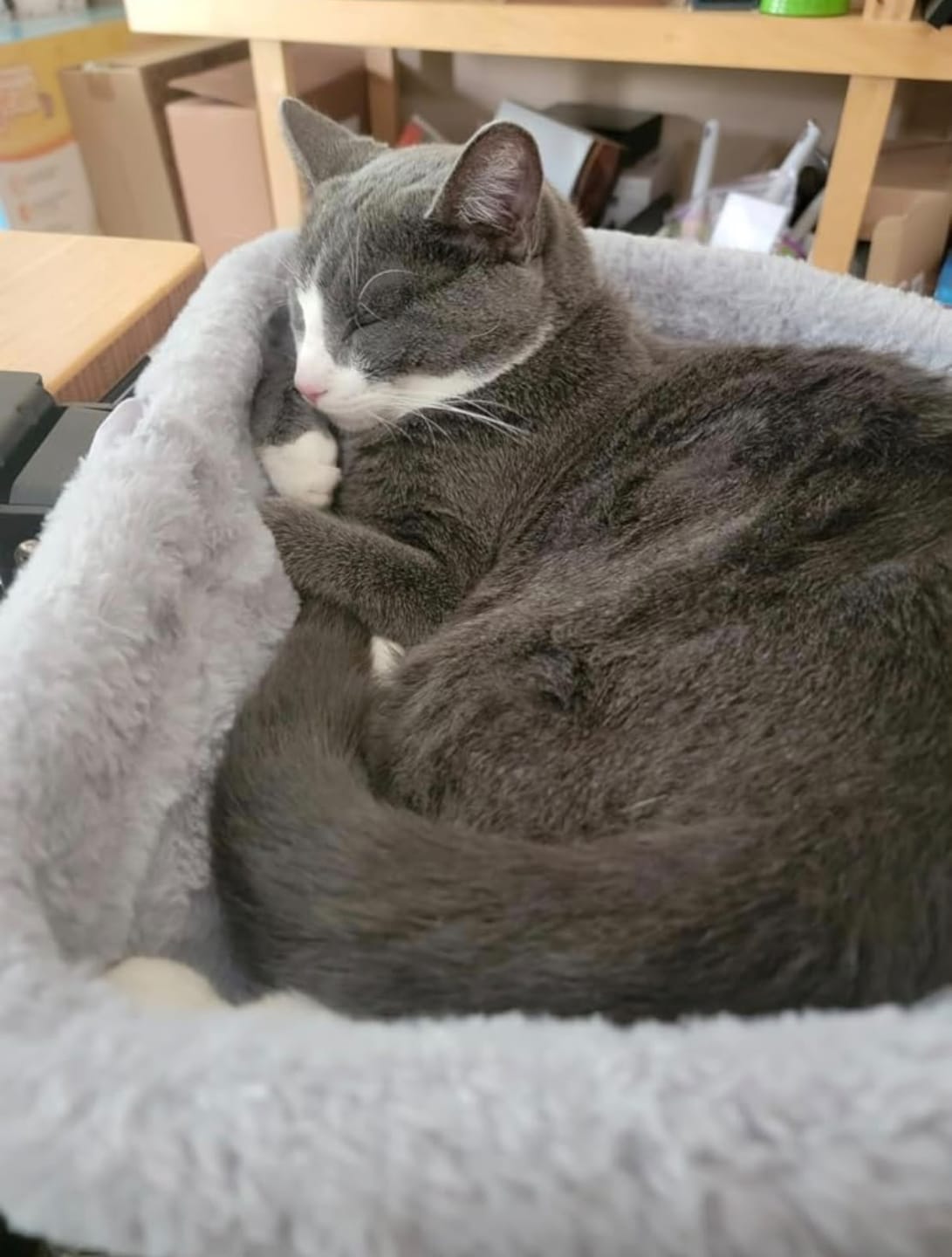 Customer photo review of FlotyCat® Desk Hammock