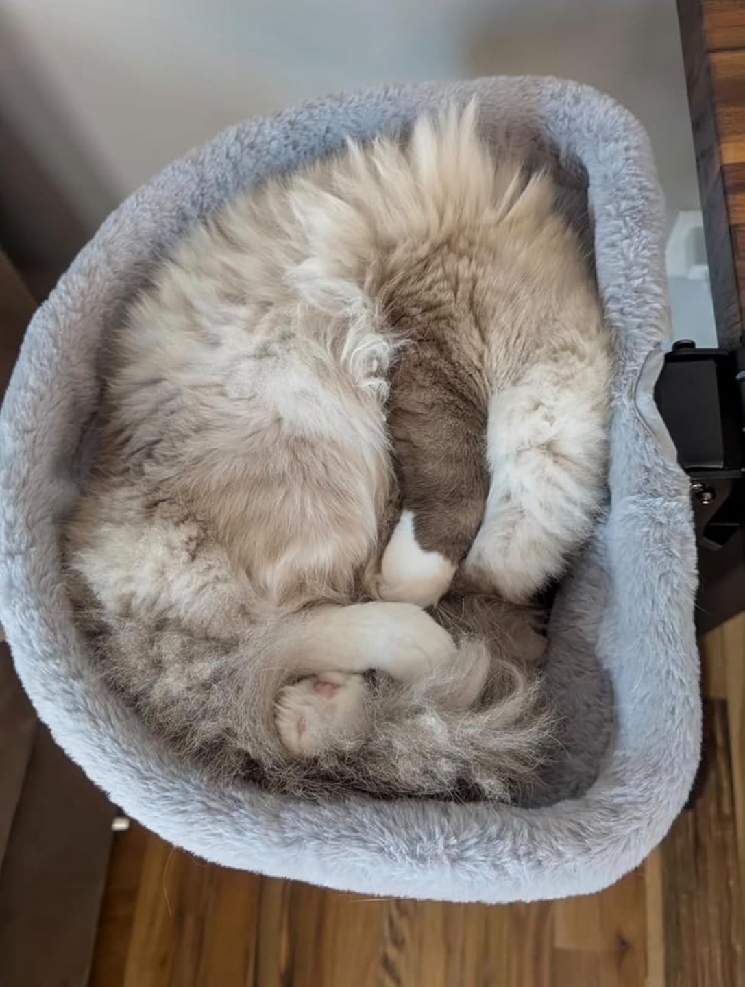 Customer photo review of FlotyCat® Desk Hammock