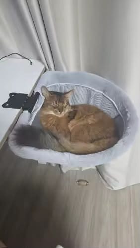 Customer photo review of FlotyCat® Desk Hammock
